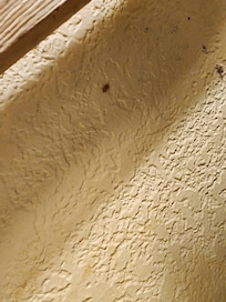 Bugs