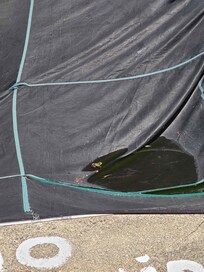 Frog chillin' in the pool