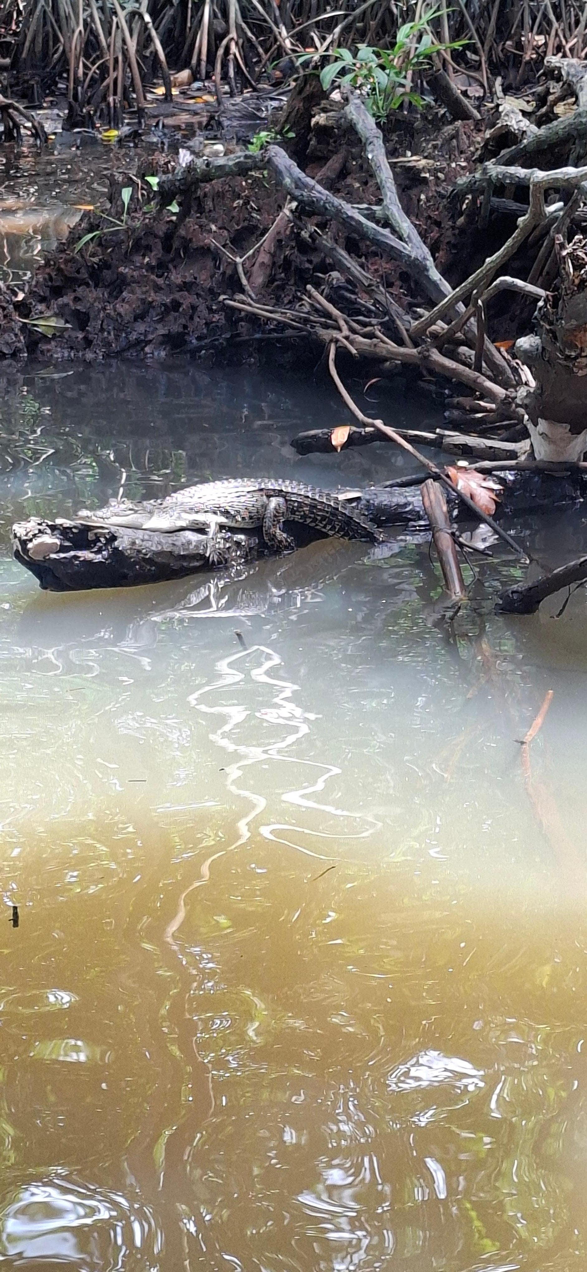 Crocs on the boat safari