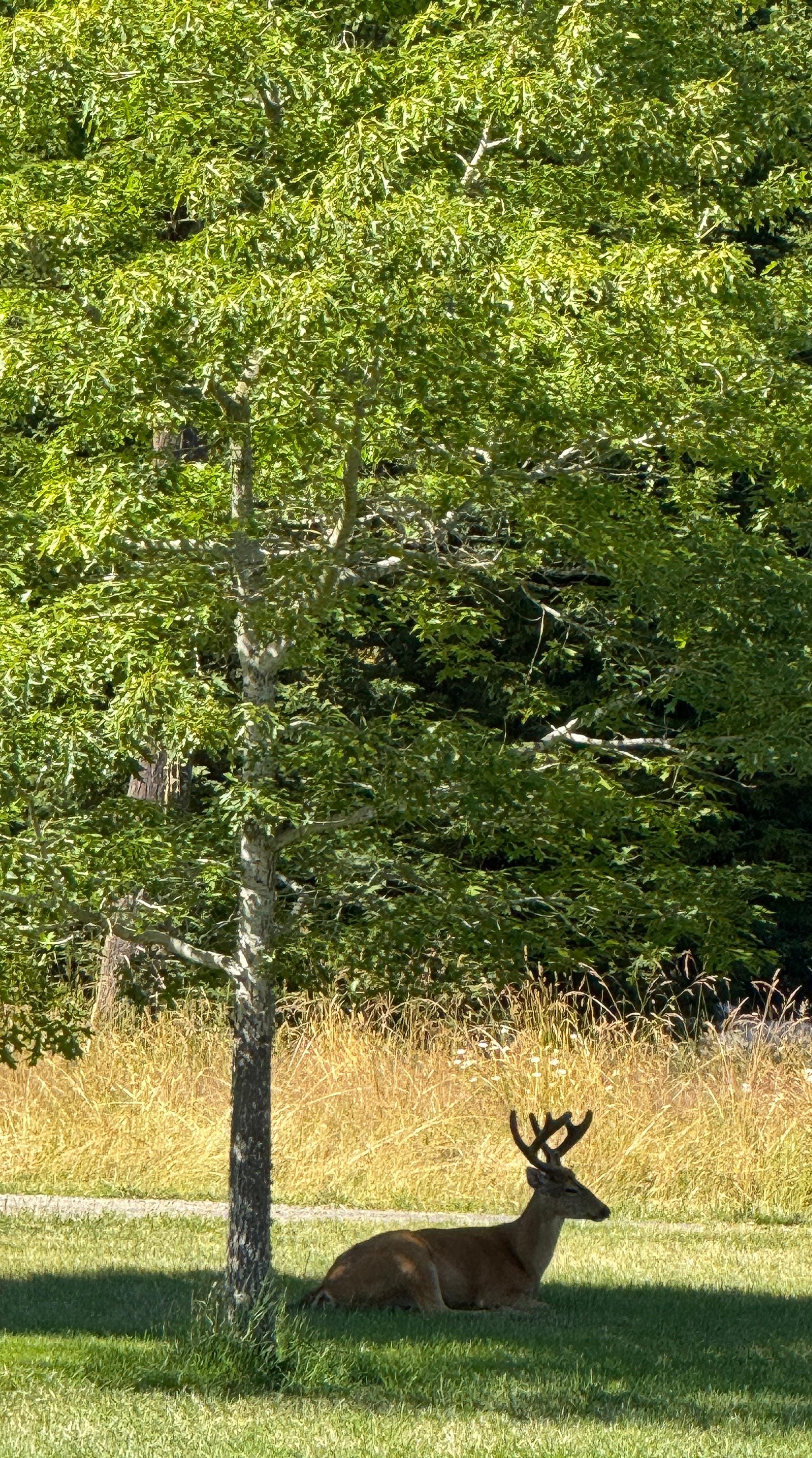 Regular visitor finding shade