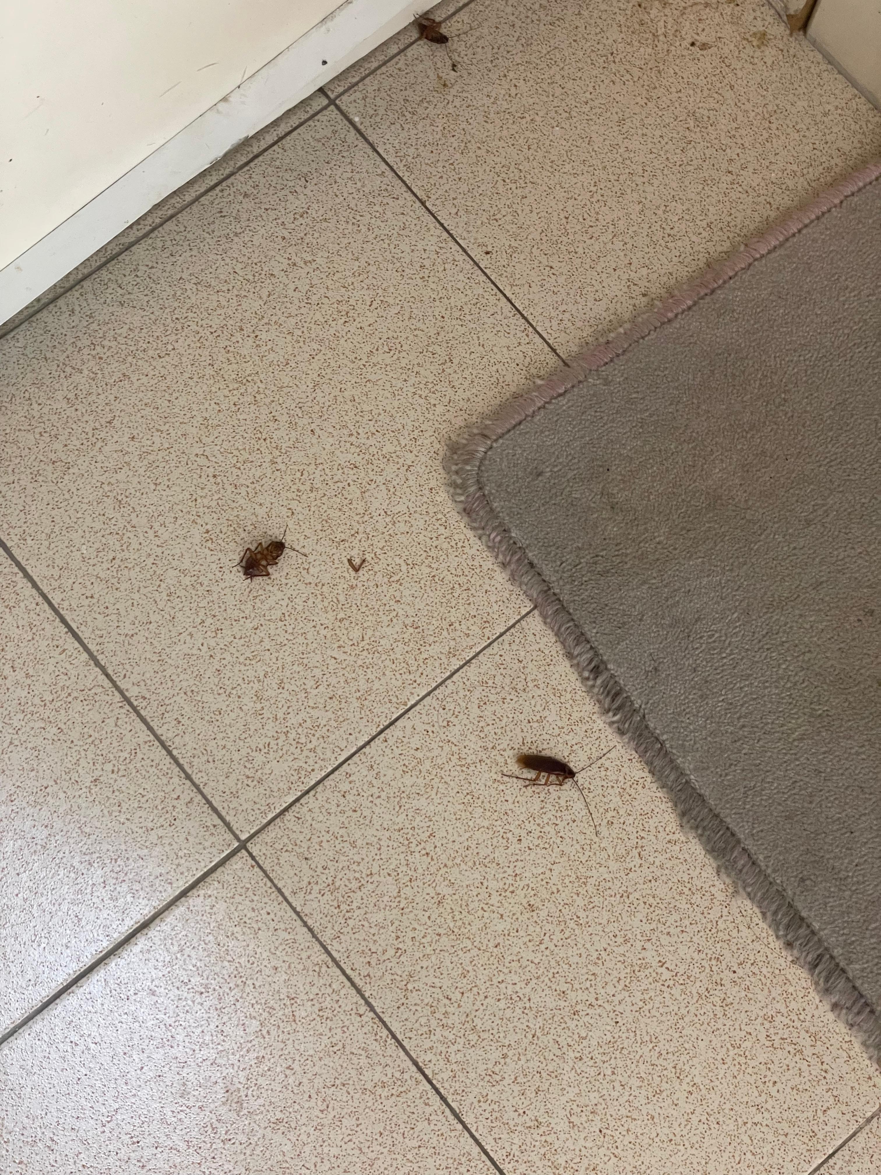 Cockroaches infront of front door