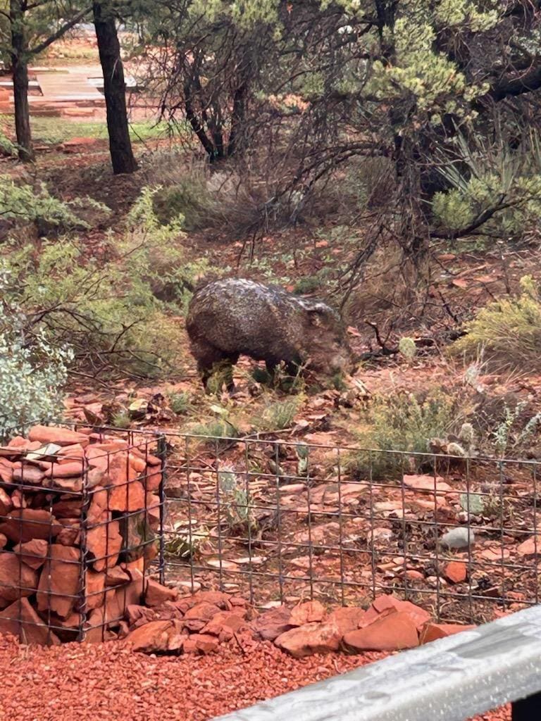 Javelina's joined us one day in the backyard behind the pool.