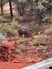Javelina's joined us one day in the backyard behind the pool.