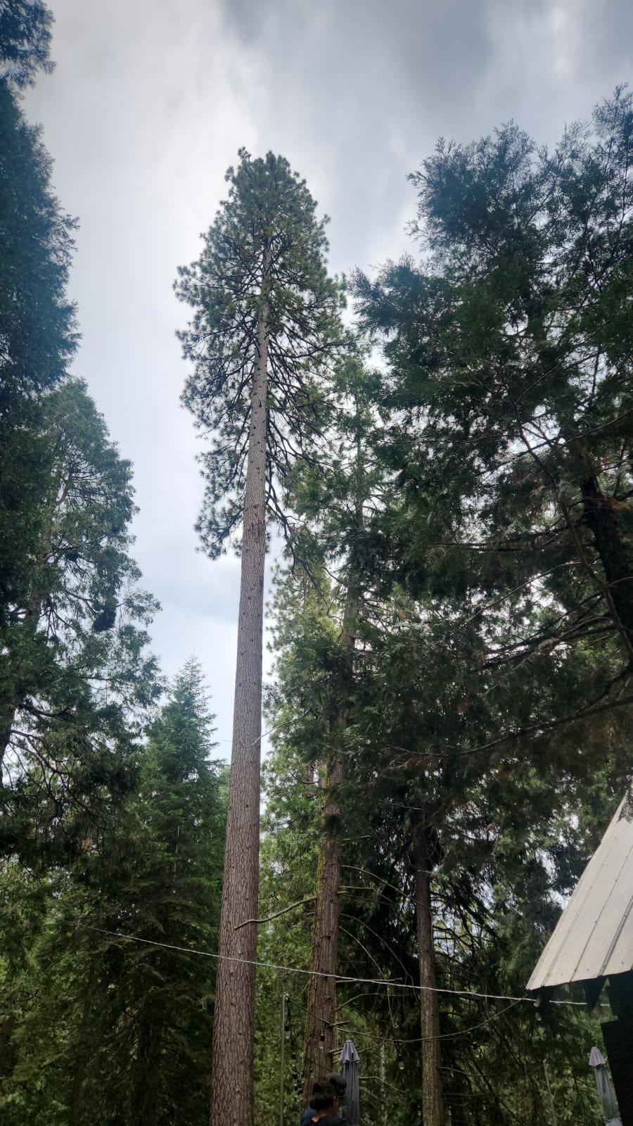 Beautiful view of trees!