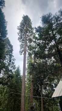 Beautiful view of trees!