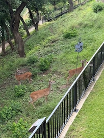View from our balcony. Saw deer several times a day and several fawns.
