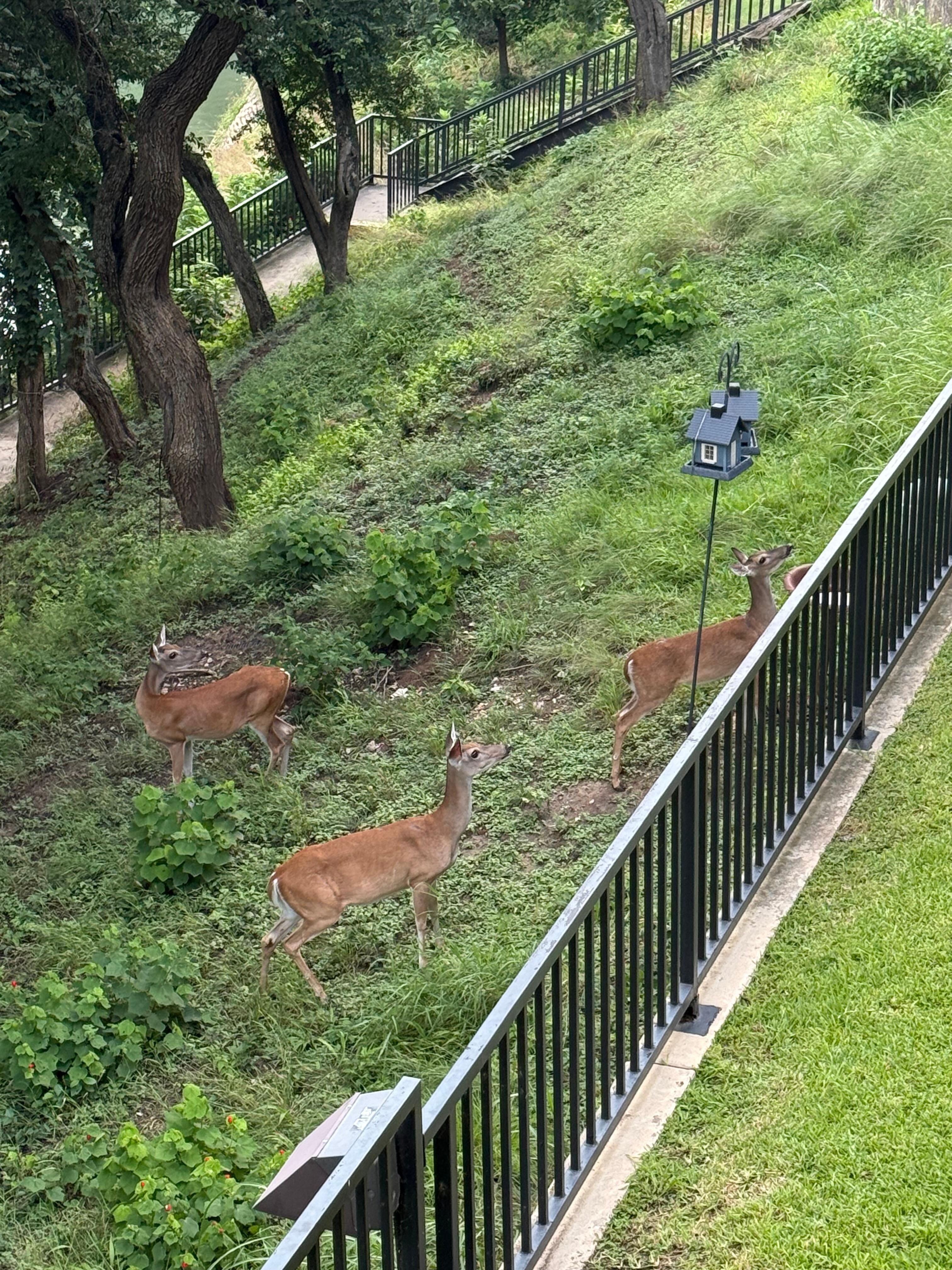View from our balcony.  Saw deer several times a day and several fawns.  