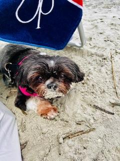 Sandy dog