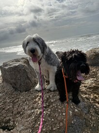 Bailey and Knox enjoying the house