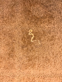 Dried noodle burrowed into the carpet