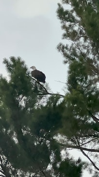 There’s a family of Bald Eagles a property over that would dive to catch fish. Could get on video but awesome!