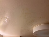 Mold