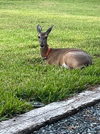 Abigail the rescued deer
