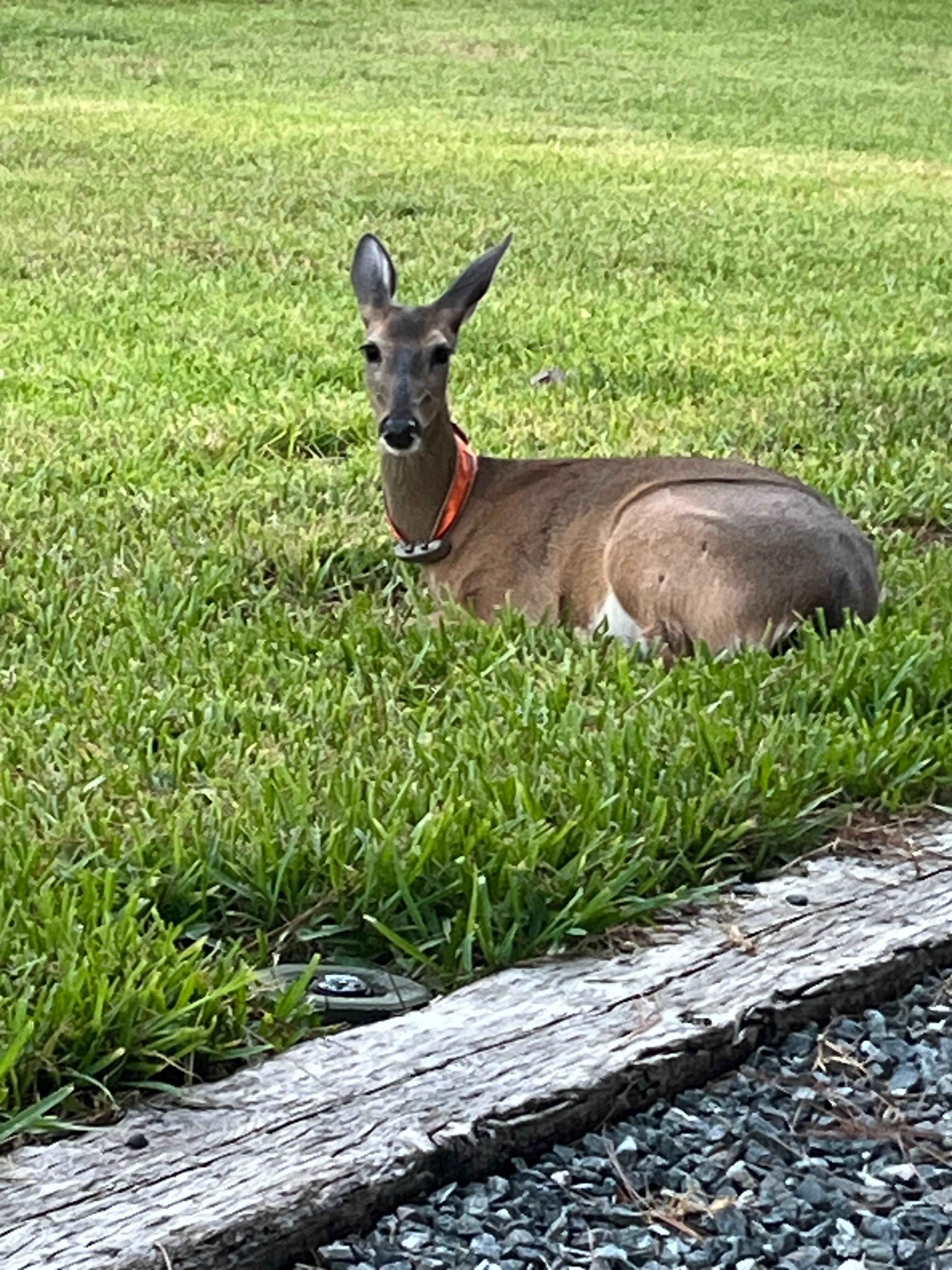Abigail the rescued deer 