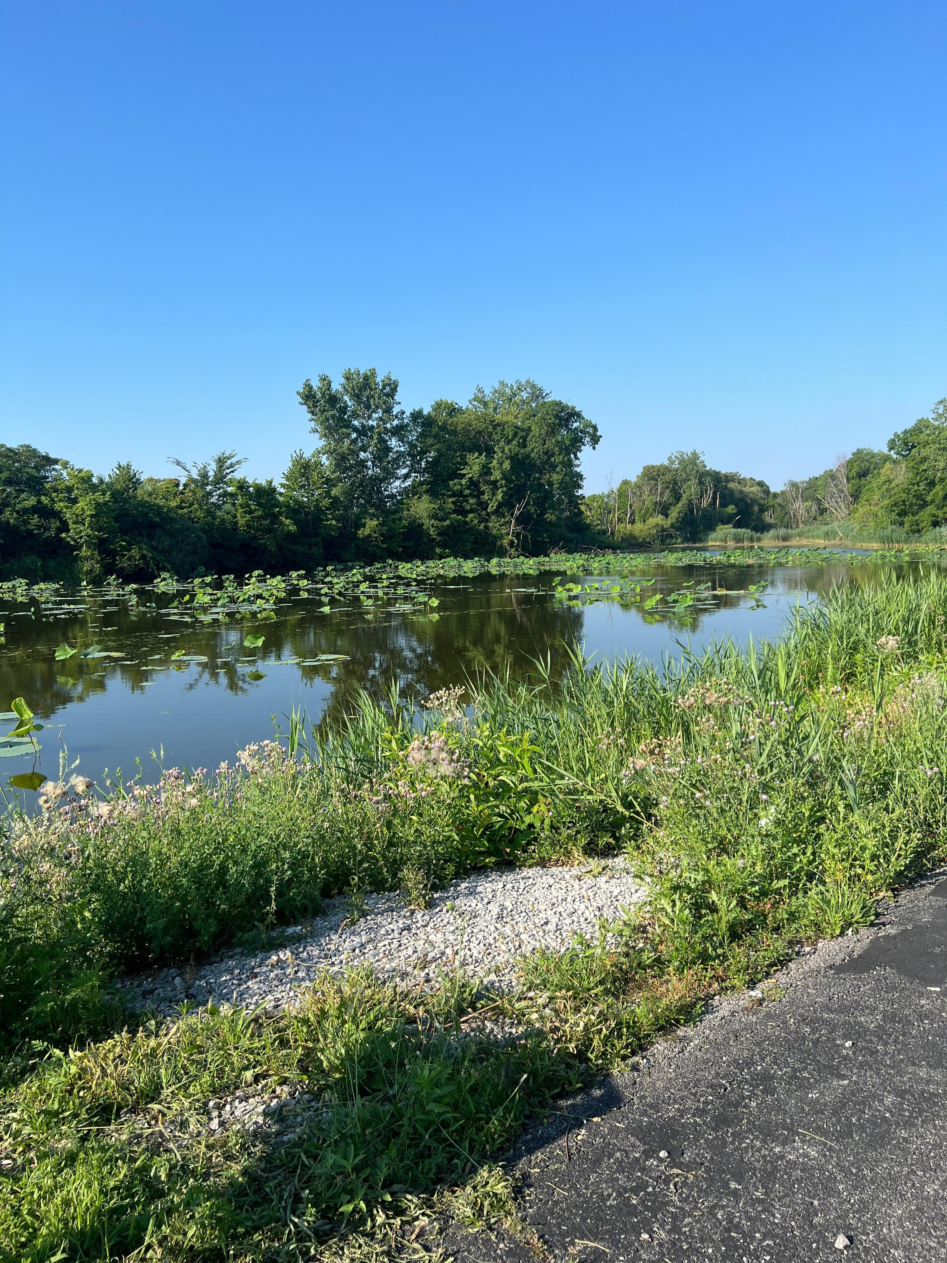 There is a pond with Lilly pads in the back. There was a picnic table and some chairs to sit and enjoy the view.