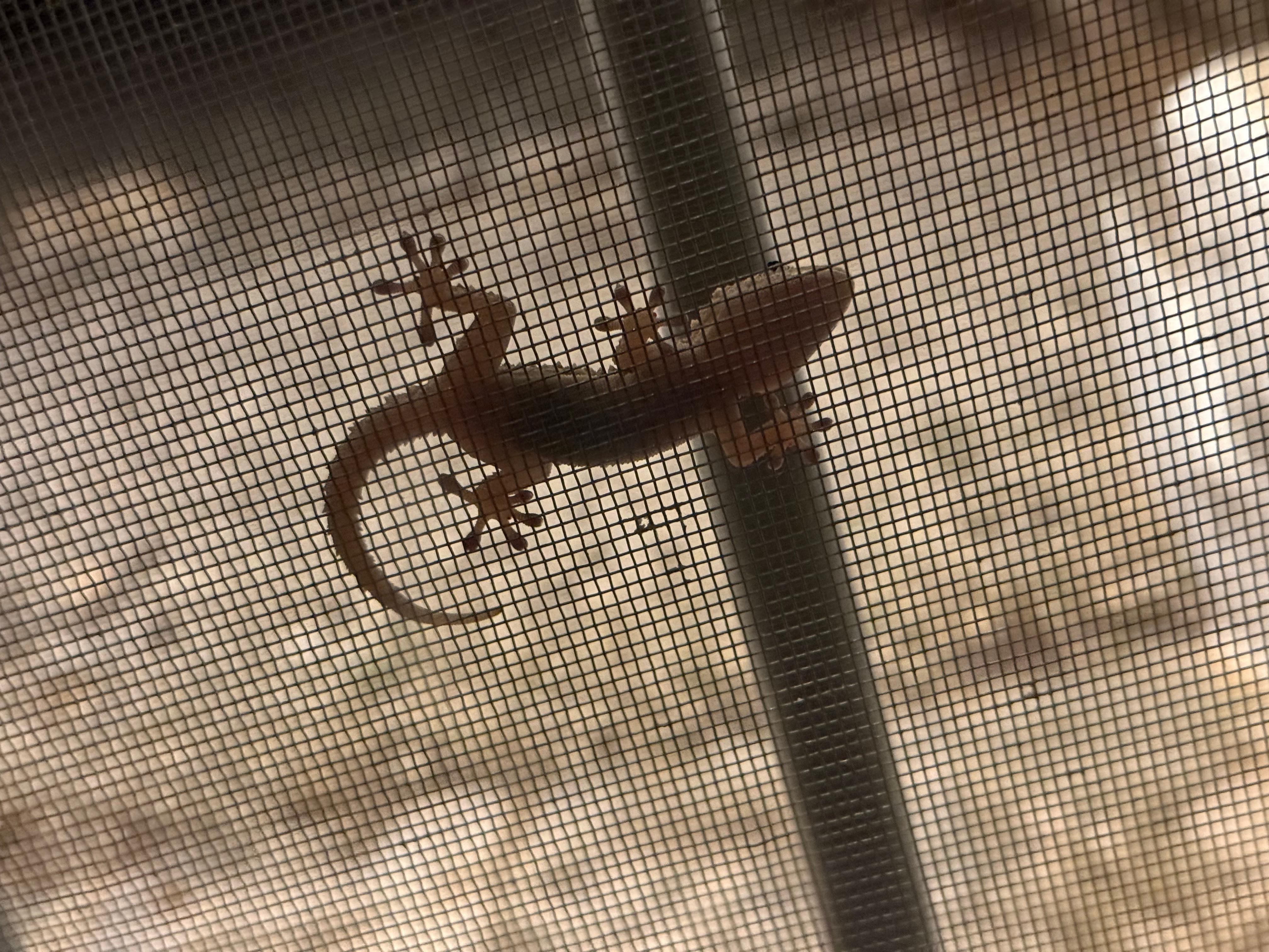 Kleiner Besucher der sich nach Wärme sehnt