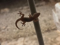 Kleiner Besucher der sich nach WĂ€rme sehnt