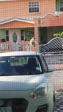 Les singes en liberté, une belle surprise!