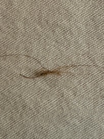 Clump of hair on sheets. I’m a blonde