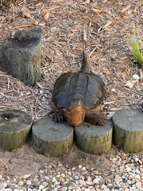 One of the 2 big snapping turtles that came out every day.