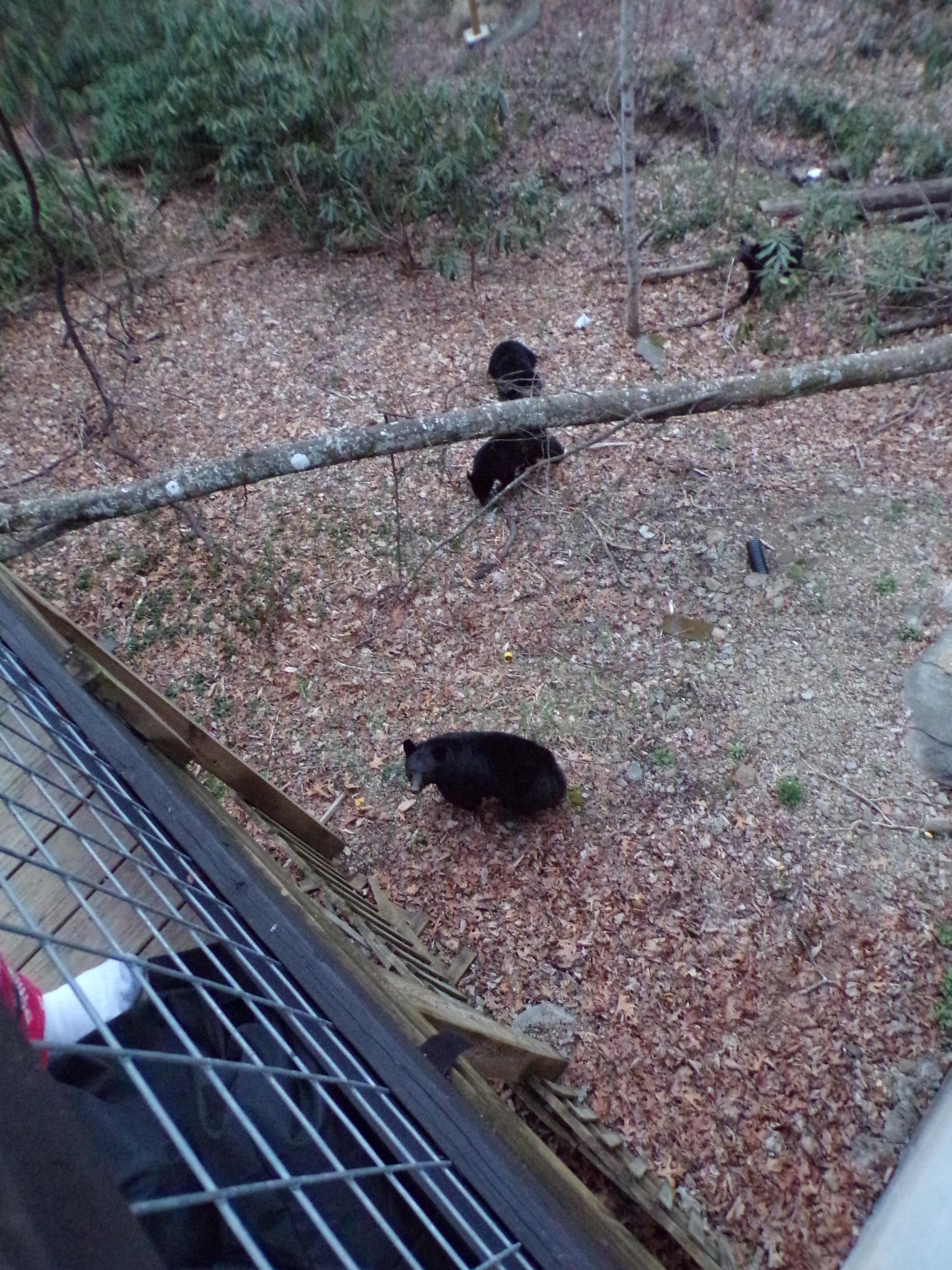 Bears (Back Deck)