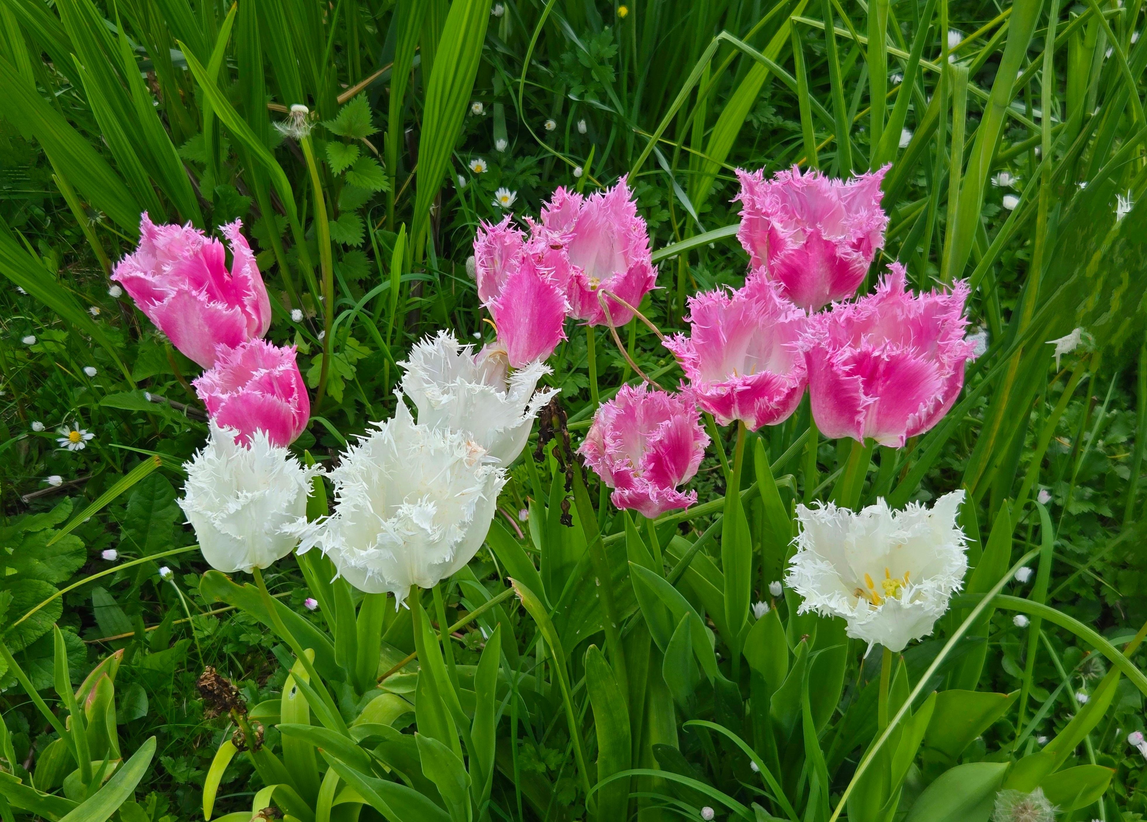 Tulips in the garden