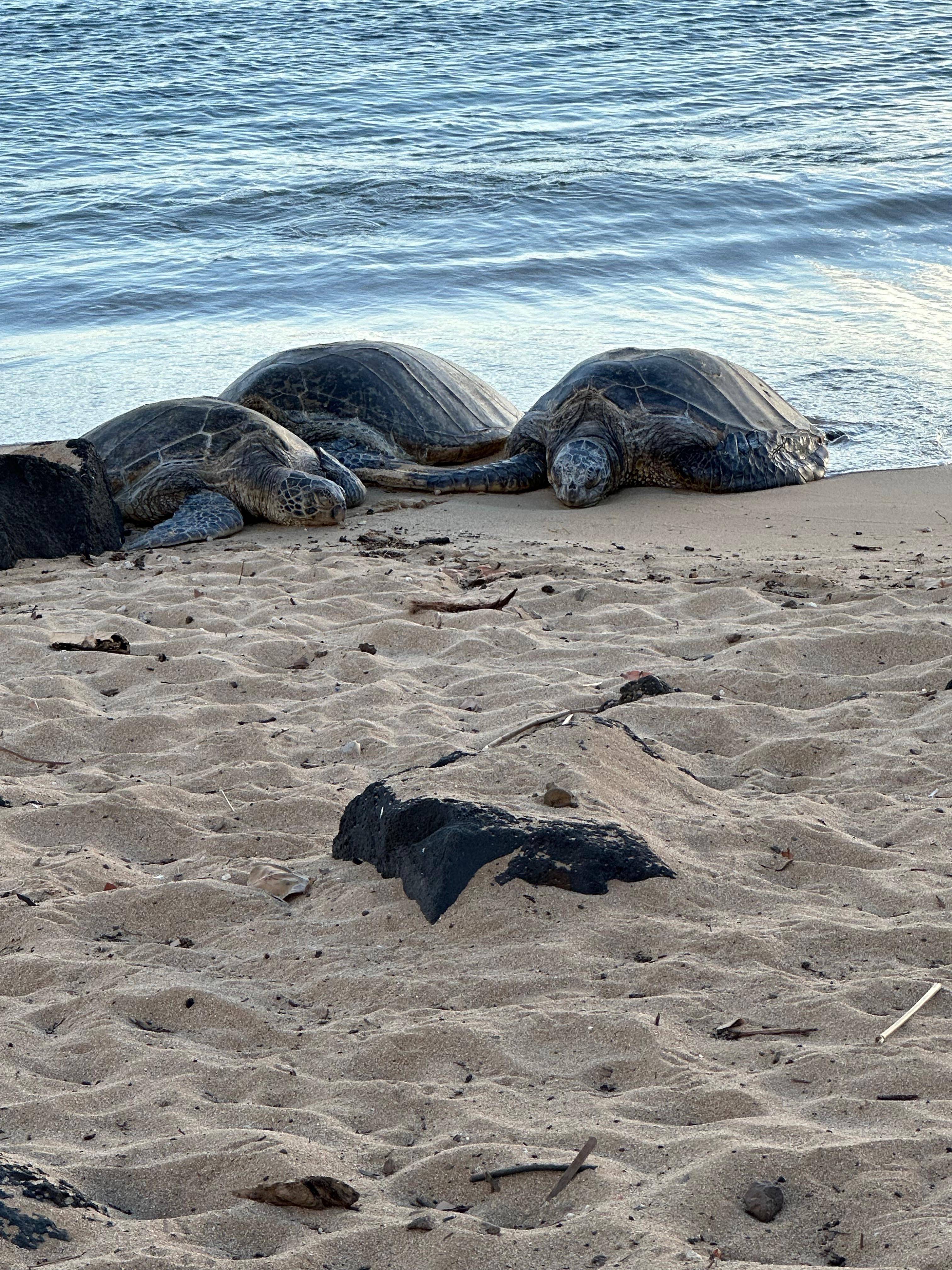 Sea turtles at Brennecke Beach
