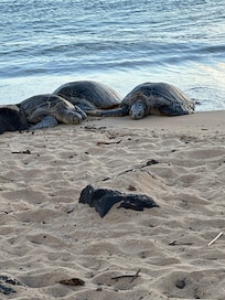 Sea turtles at Brennecke Beach