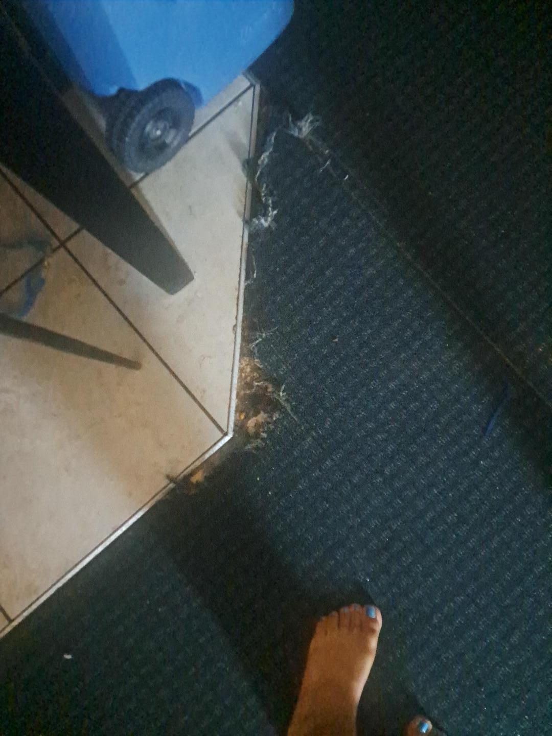 Frayed Carpet 
