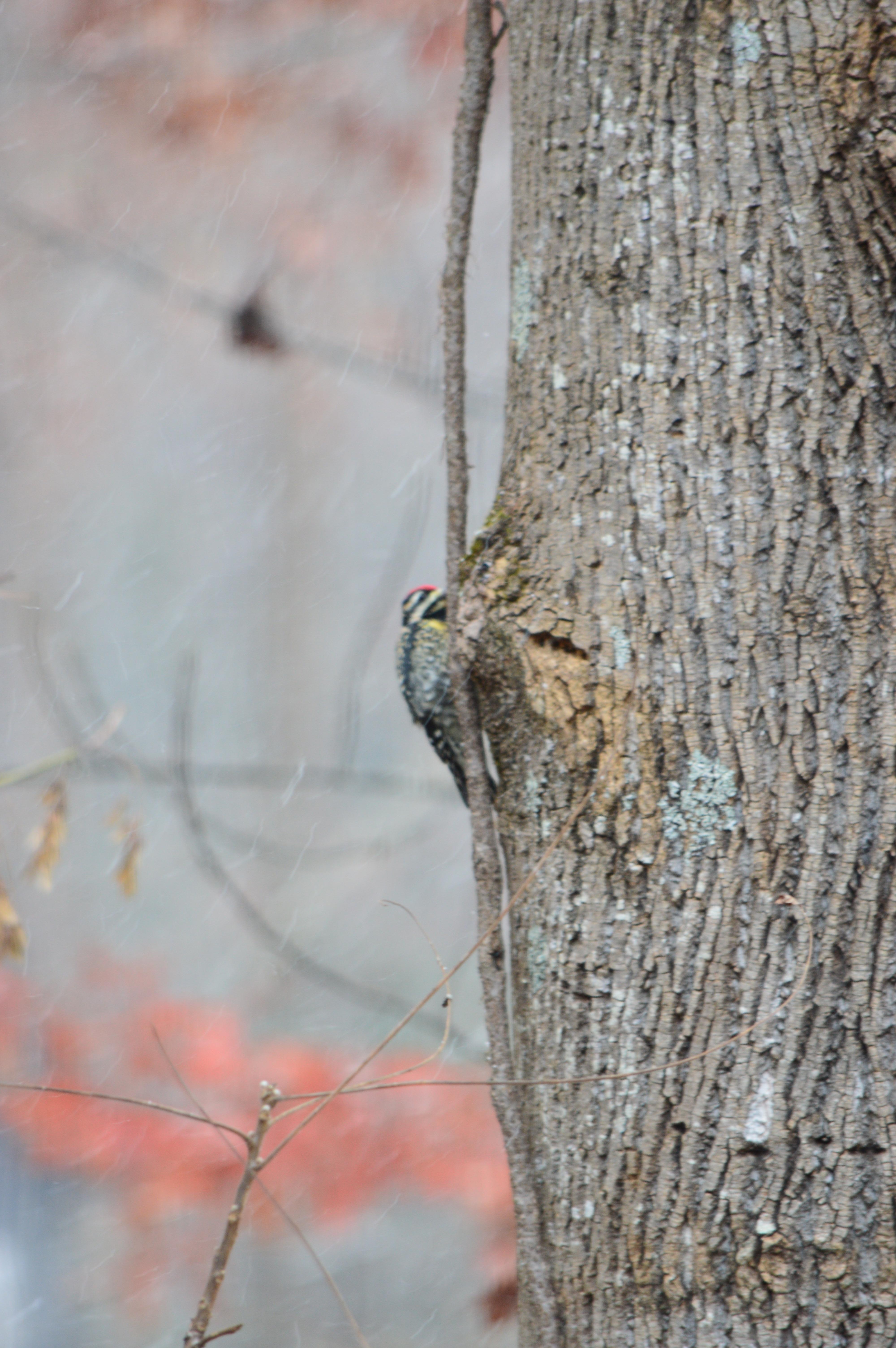 Nature outside the house