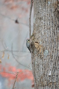 Nature outside the house