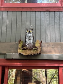 The owl keeping guard in the back yard