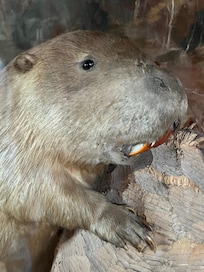 This guy WOOD really recommend the place!