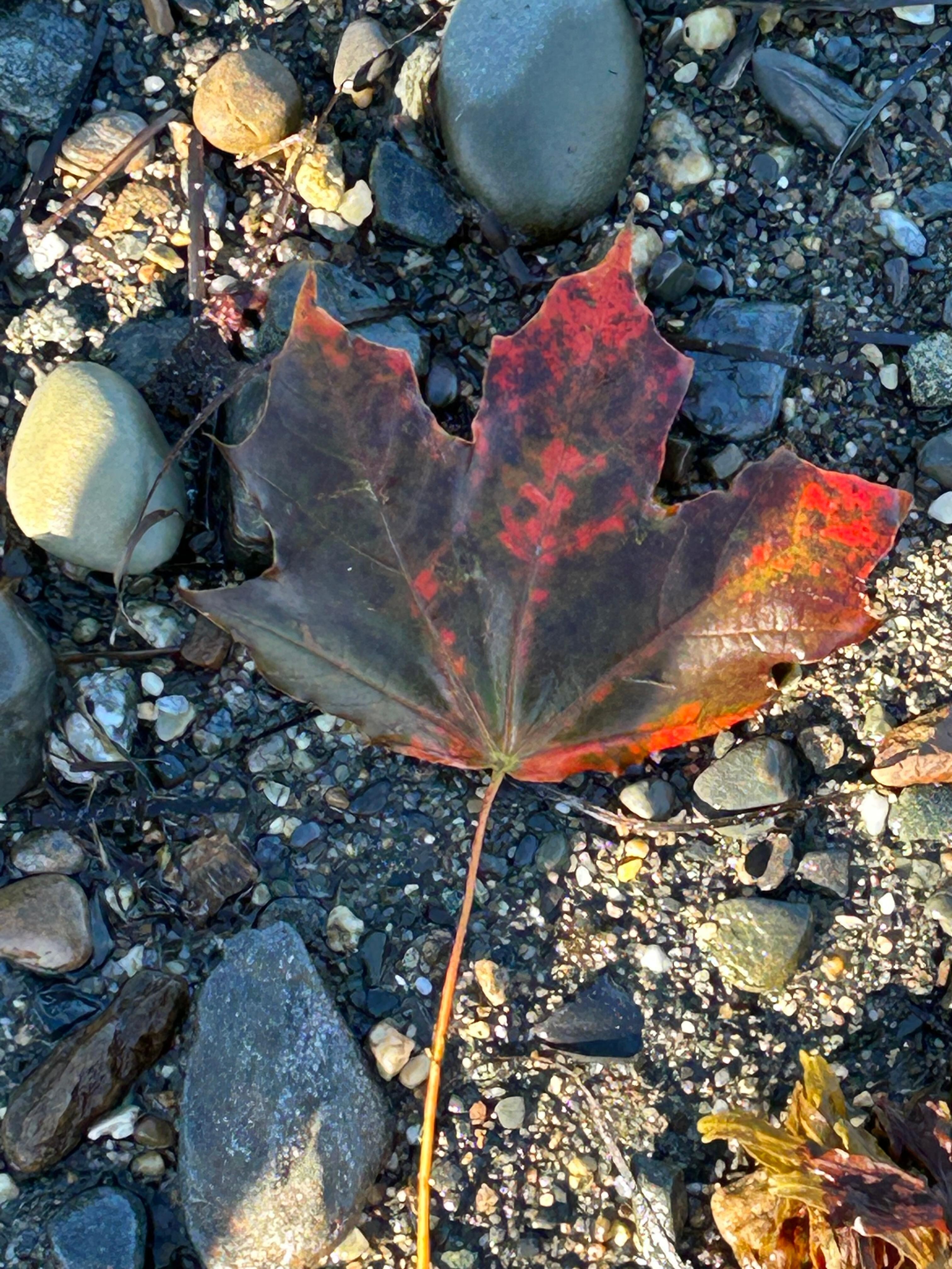 fall foliages on the beach