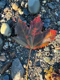 fall foliages on the beach