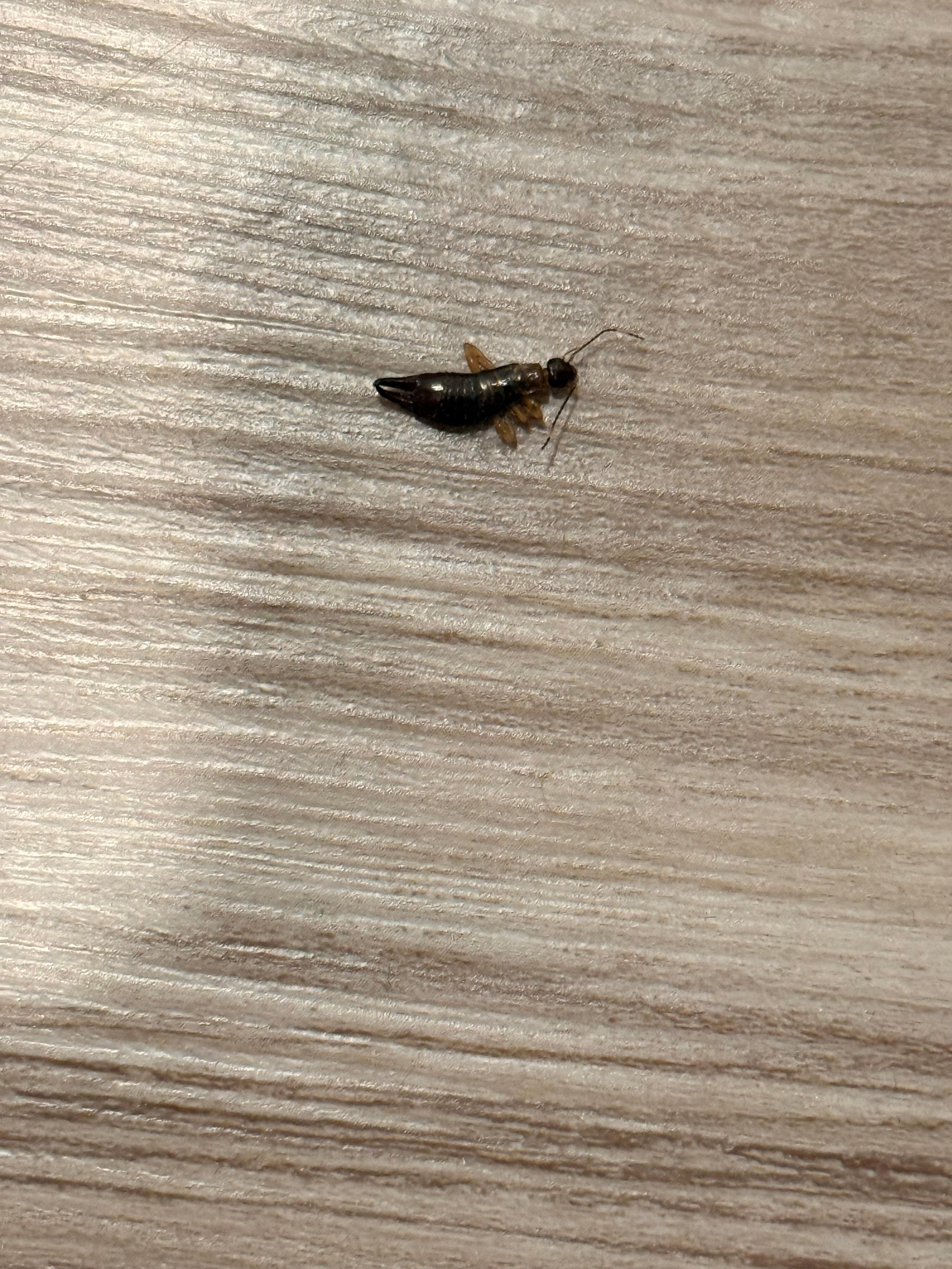 🤢 encontrado en el baño y eso que acababan “de hacer el aseo” 