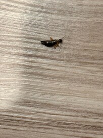 🤢 encontrado en el baño y eso que acababan “de hacer el aseo”