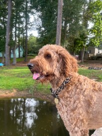 My beautiful Frankie girl enjoying the lake.