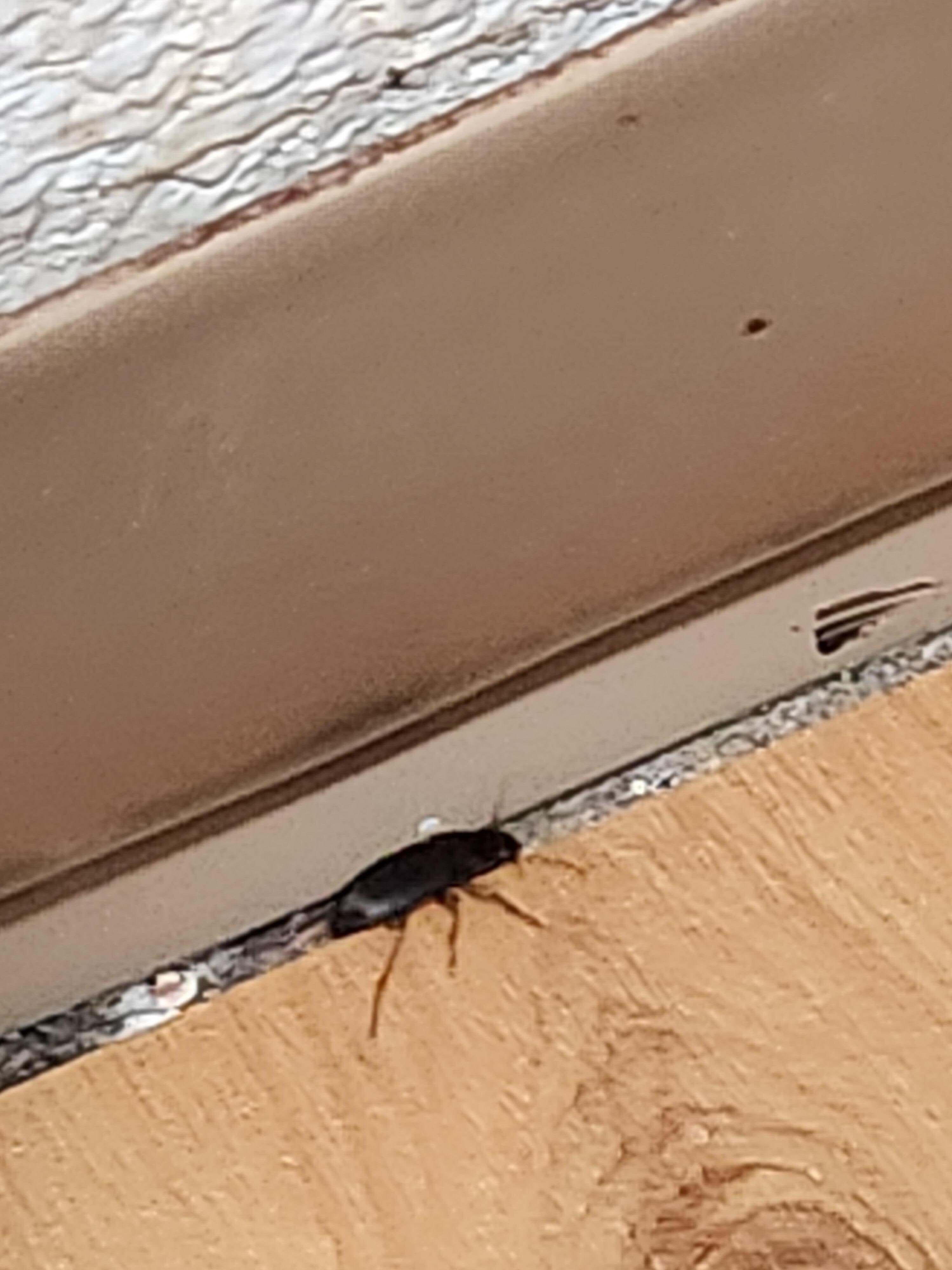 Large insect easily able to come and go through unsealed cracks in the bathroom molding.
