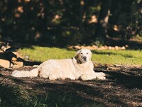 My dog enjoying the backyard!