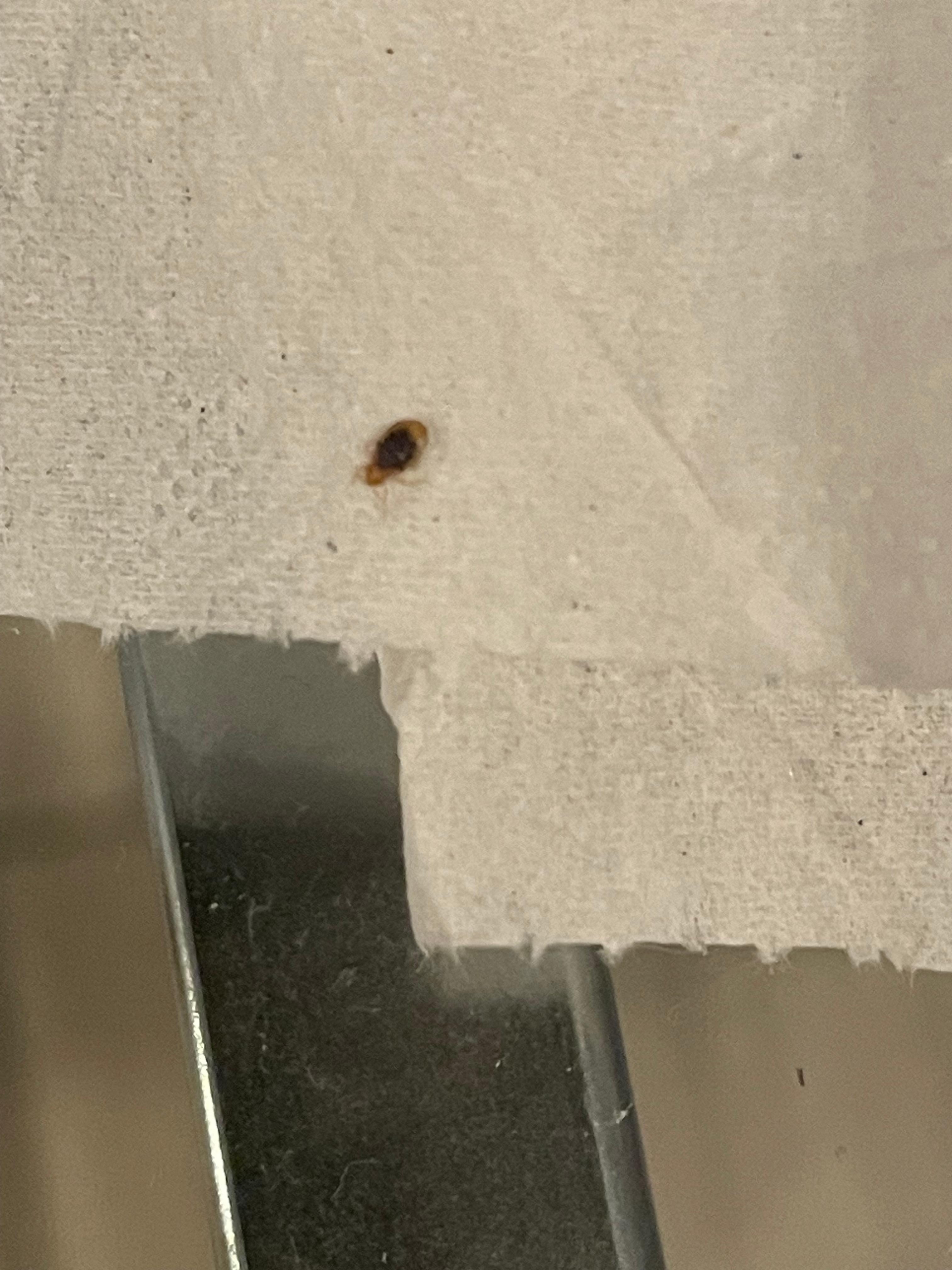Bed bug