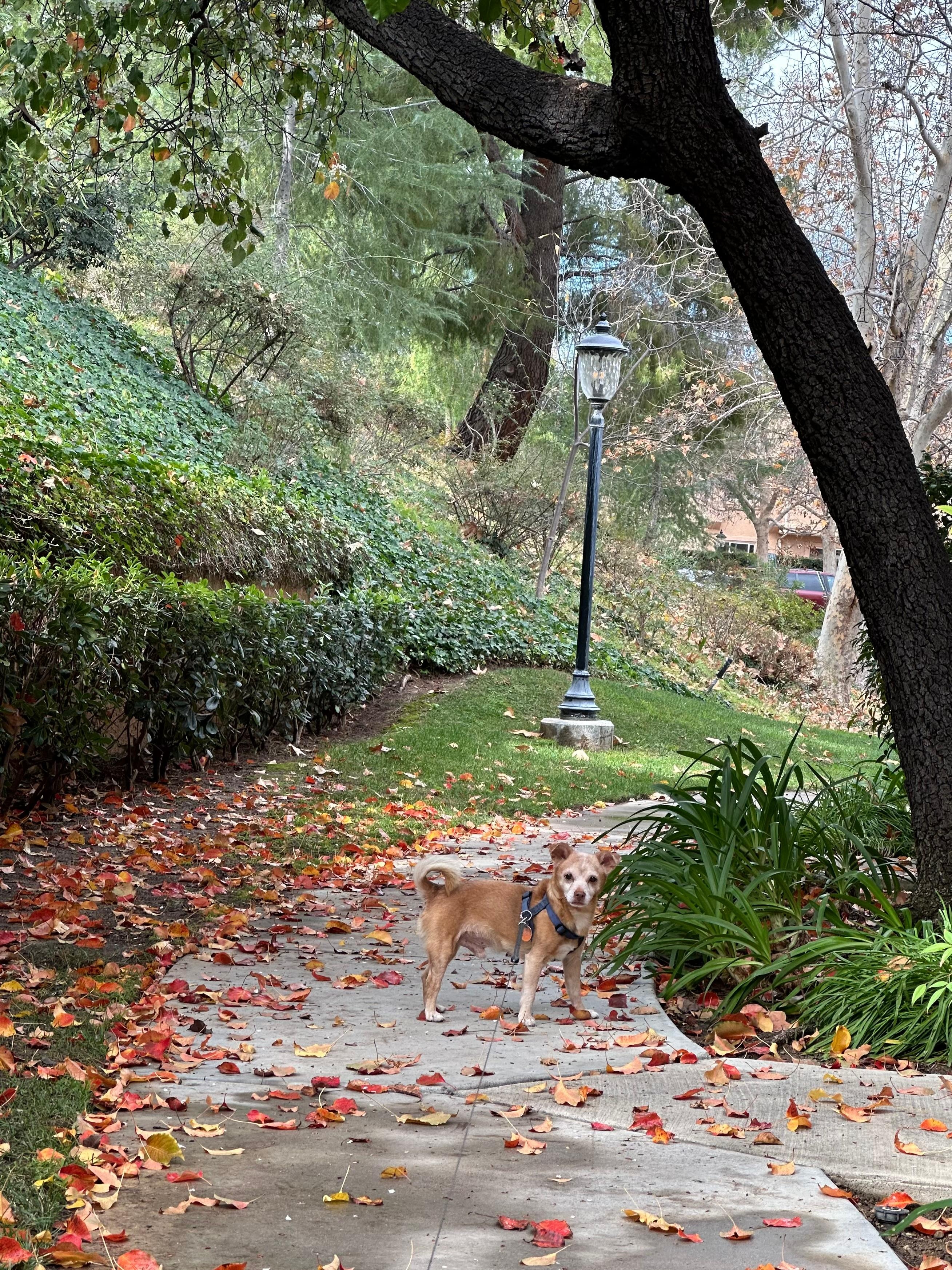 Plenty of walking paths.
