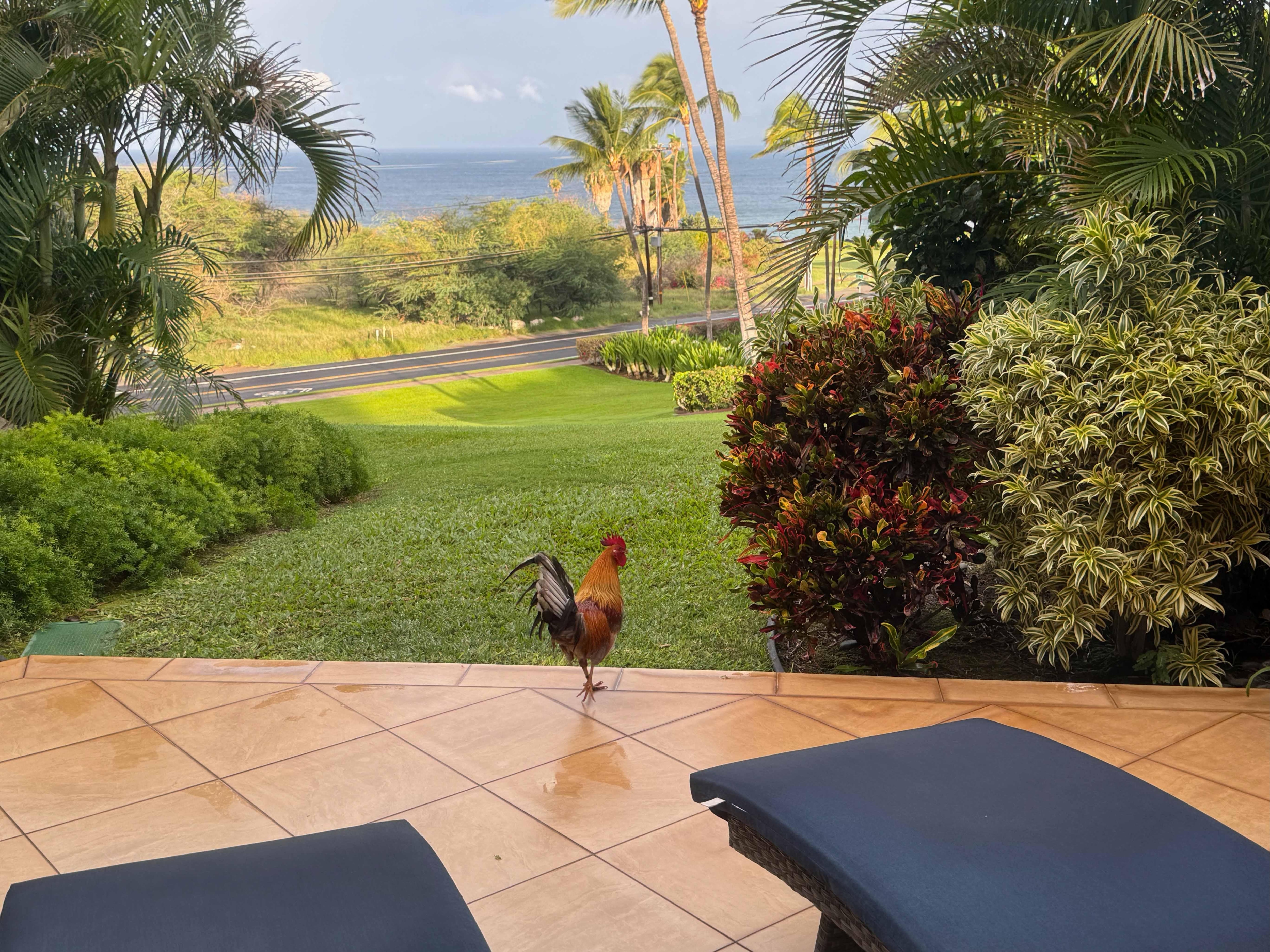 The view from the Lanai the first morning we arrived.  Complete with Rooster to say hello!