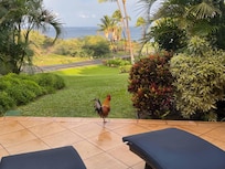The view from the Lanai the first morning we arrived. Complete with Rooster to say hello!