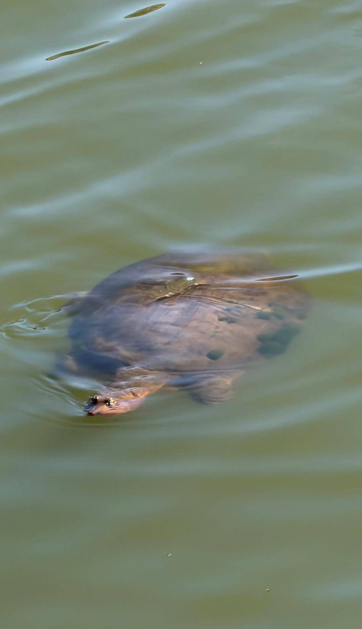 Cute little turtles swimming in the pond.