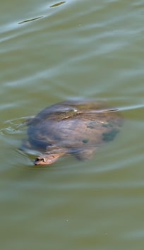 Cute little turtles swimming in the pond.