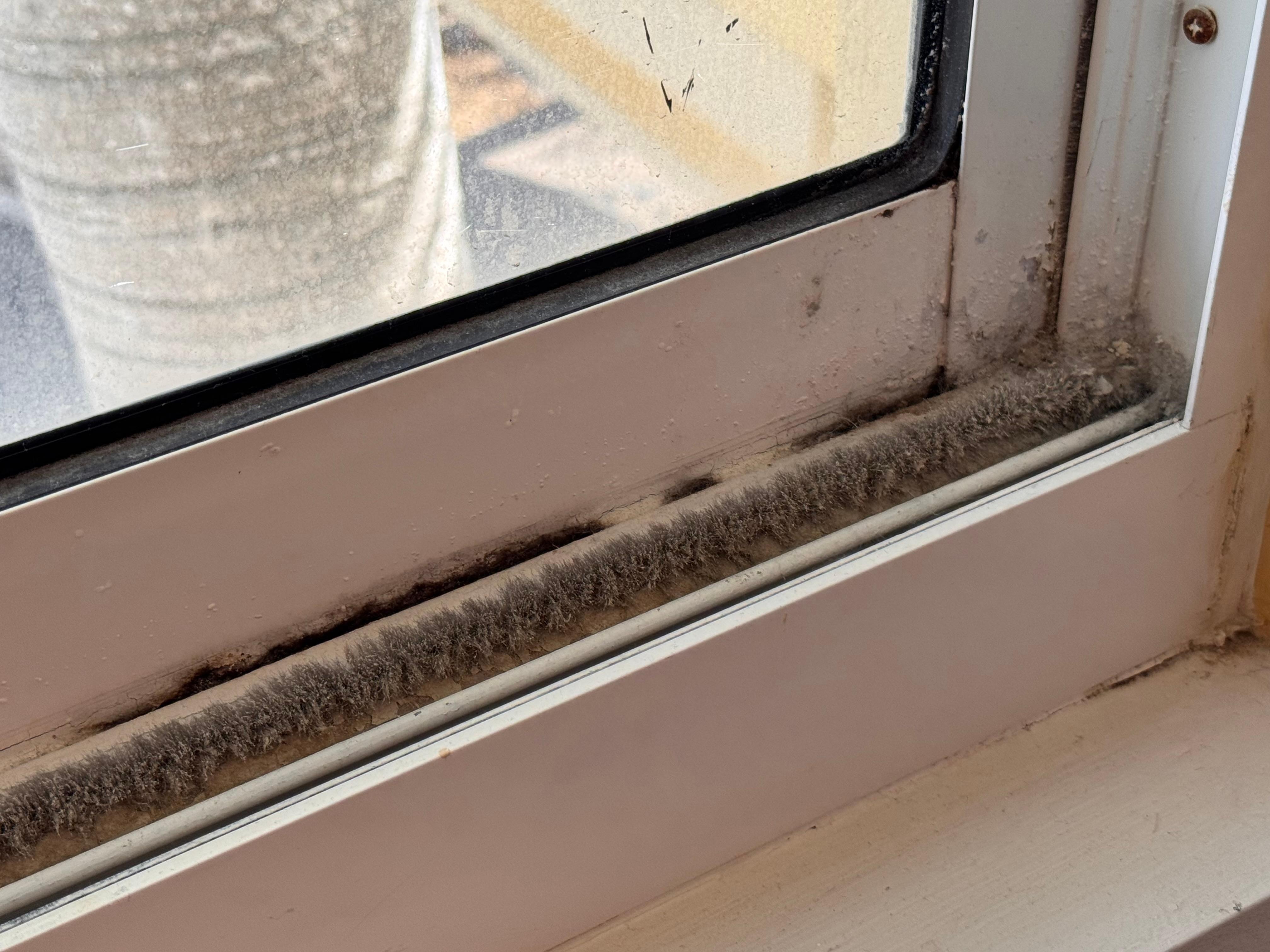 Mold in window