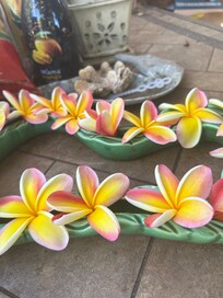 Plumeria