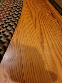 Dog hair and debris