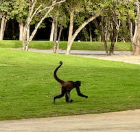 Cute monkey very shy